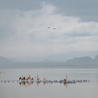 Lake Elementaita - White pelicans and flamingos